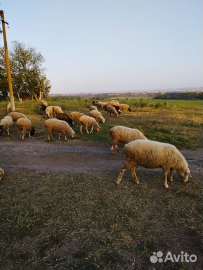 Овцы бараны