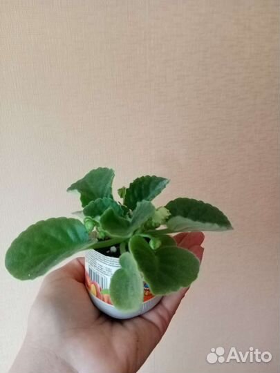 Фиалка (цветущий стартер)