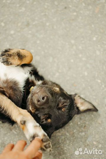 Маленькая собака