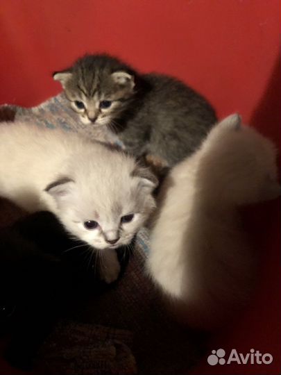 Вислоухие котята