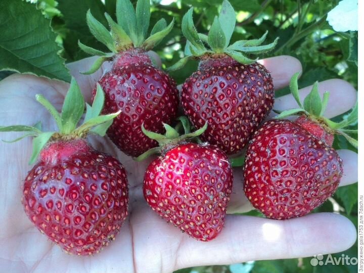 Ягода, цветы для дачи