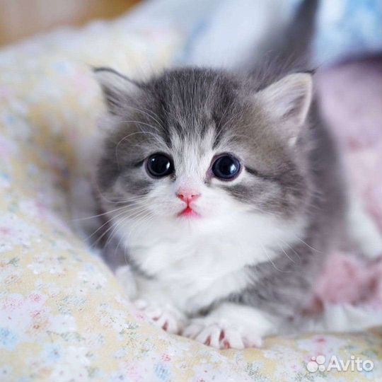 Котята в добрые руки, в дар