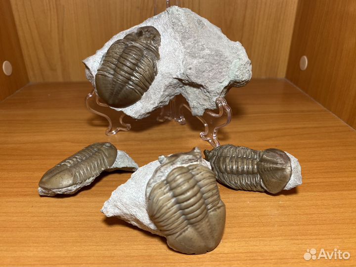 Бюджетные трилобиты в ассортименте