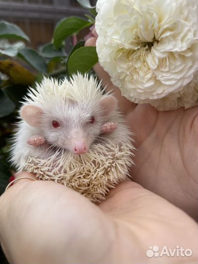 Африканский ежик