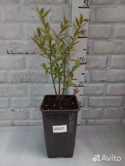 Голубика розовая из питомника растений