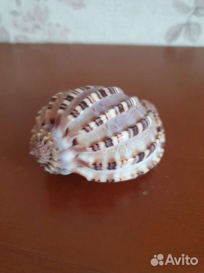 Морская ракушка раковина Арфа