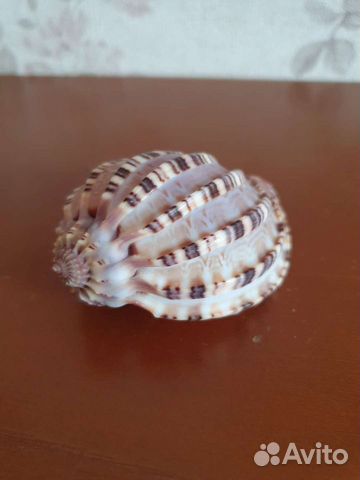 Морская ракушка раковина Арфа