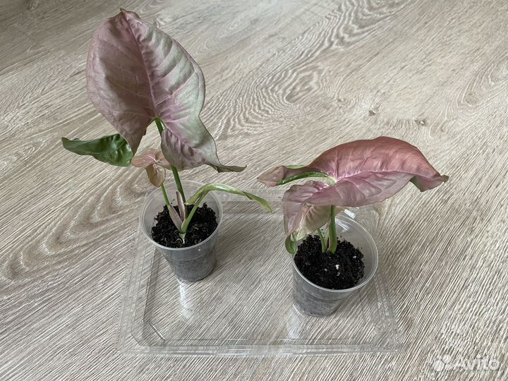 Сингониумы неон пинк