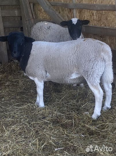 Боран дорпер