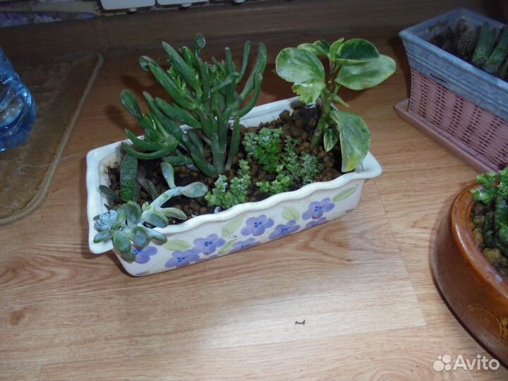 Композиции суккулентов в керамич худож вазе