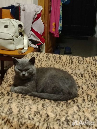 Молодая стерилизованная кошка