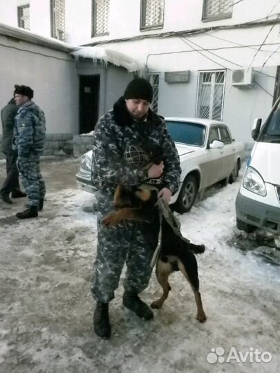 Дрессировка собак