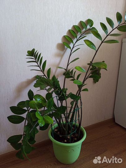 Замиокулькас