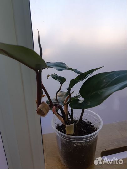 Филодендрон Нью ред