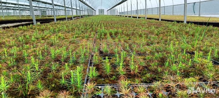 Саженцы ели европейской окс от производителя