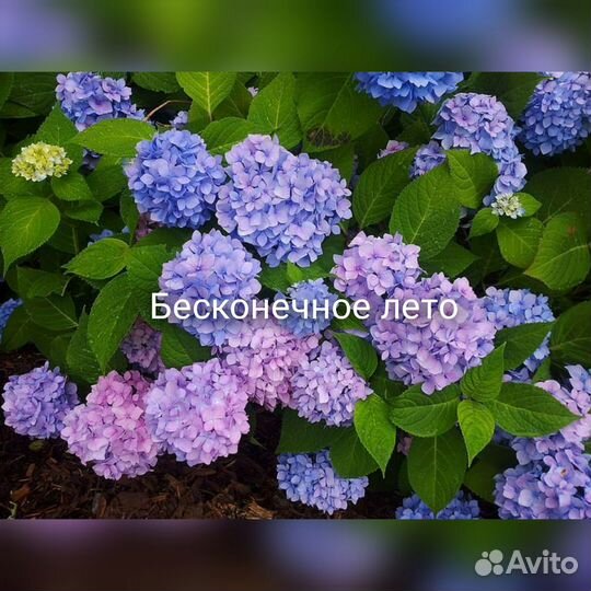 Гортензии, укоренённые черенки. Отправка почтой