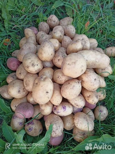 Картофель домашний