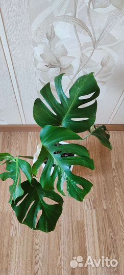 Монстера вариегатная Альба