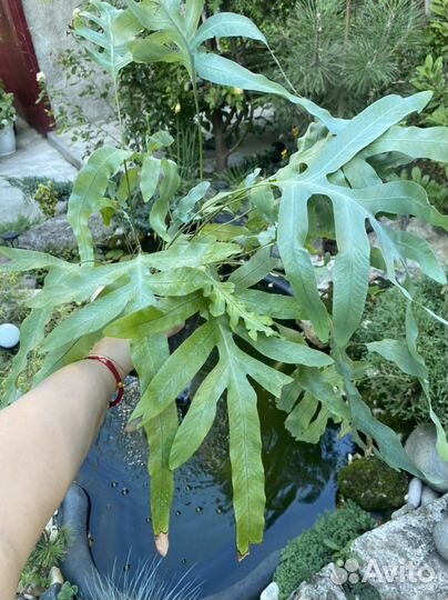 Папаротник, Питахайя, Фикус