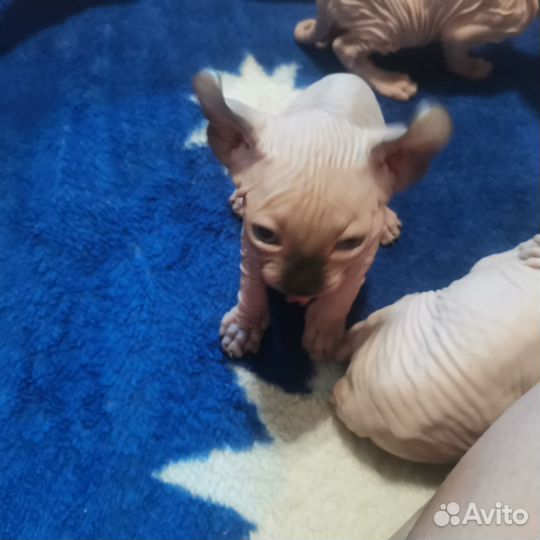 Канадский сфинкс эльф котенок