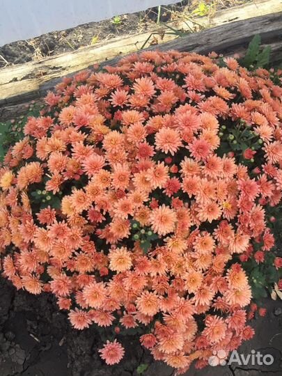Хризантемы мультифлора