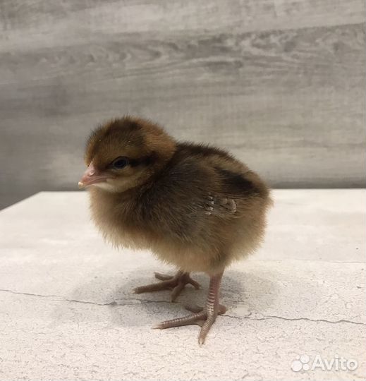 Инкубационное яйцо Кучинской Юбилейной