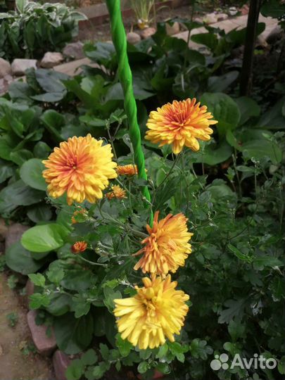 Цветы многолетники