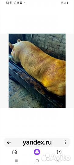 Продается мясо свинина