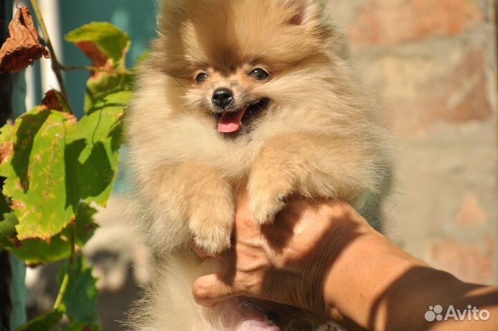 Щенки померанского шпица