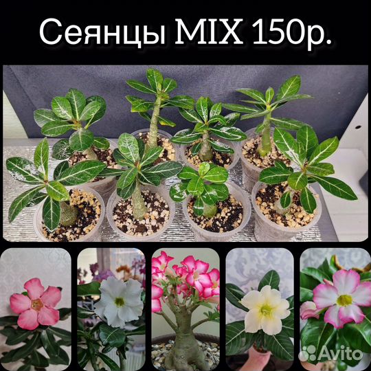Прививки и Сеянцы Адениумов 5+1