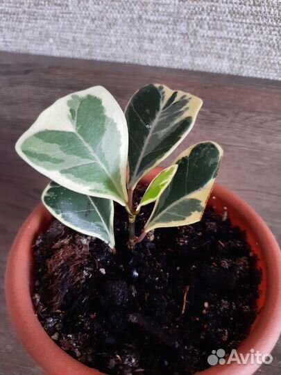 Фикус триангулярис