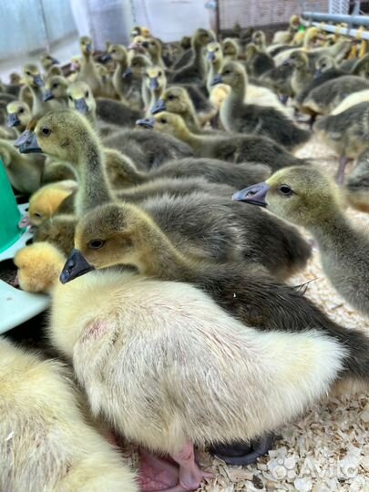 Утки, гуси, суточные, подрощенные