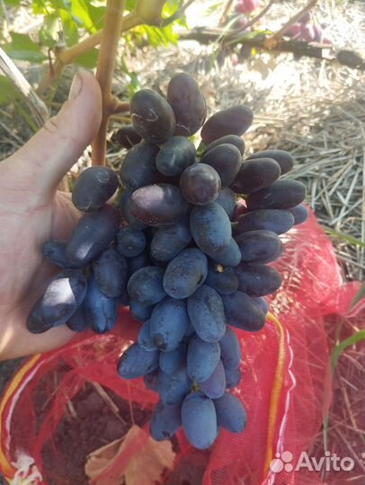 Черенки и саженцы винограда