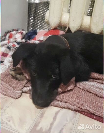 Малышка-чернышка