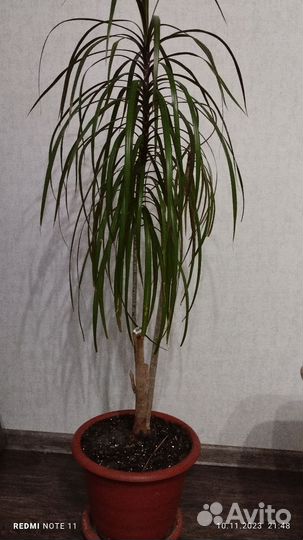 Пальма драцена