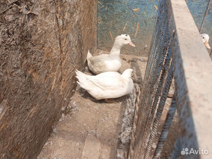 Мясо утки мулард, индоутки