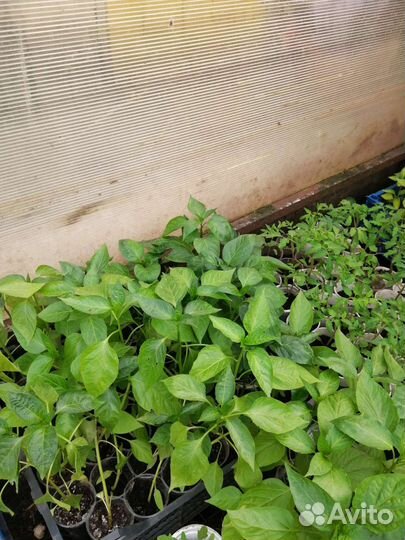 Рассада помидор и перцев