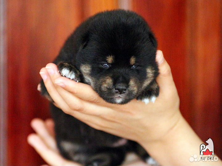 Щенок сиба - девочка, РКФ