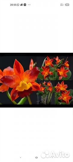 Cattlianthe Varut Startrack