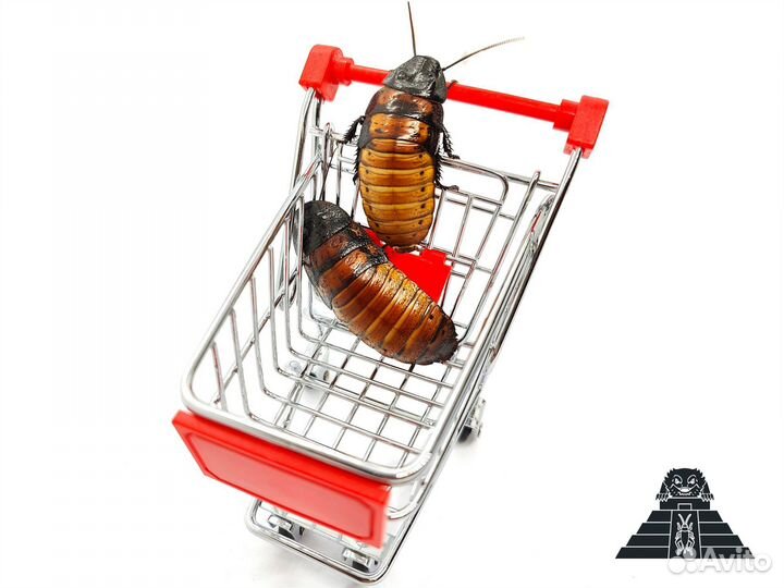 Тараканы аргентинские, мадагаскарские, блаберусы