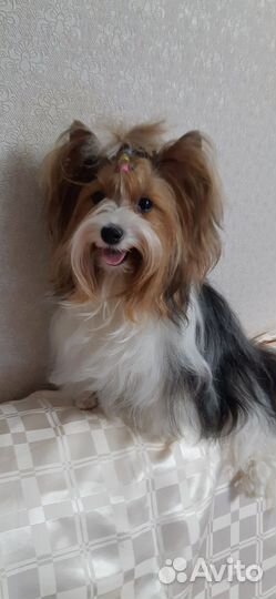 Щенки бивер йорка