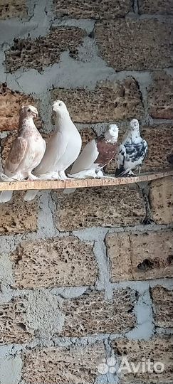 Голуби Азиаты