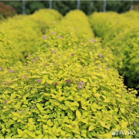 Спиреи яркие для бордюров и композиций