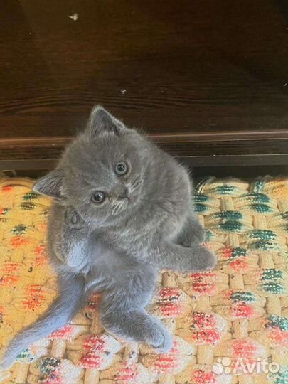 Британские котята