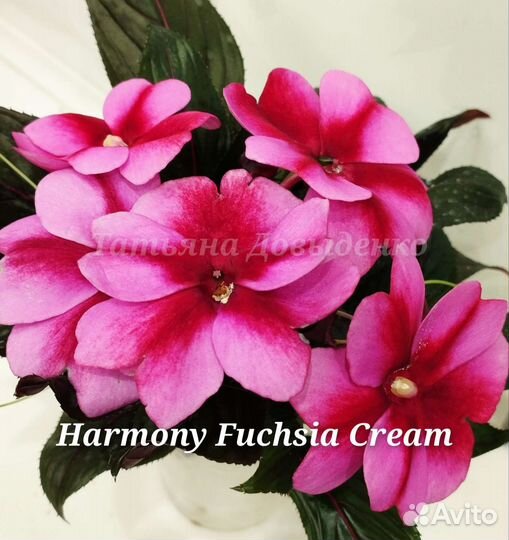 Бальзамин Новогвинейский орхидейный пестролистный