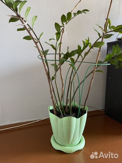 Замиокулькас