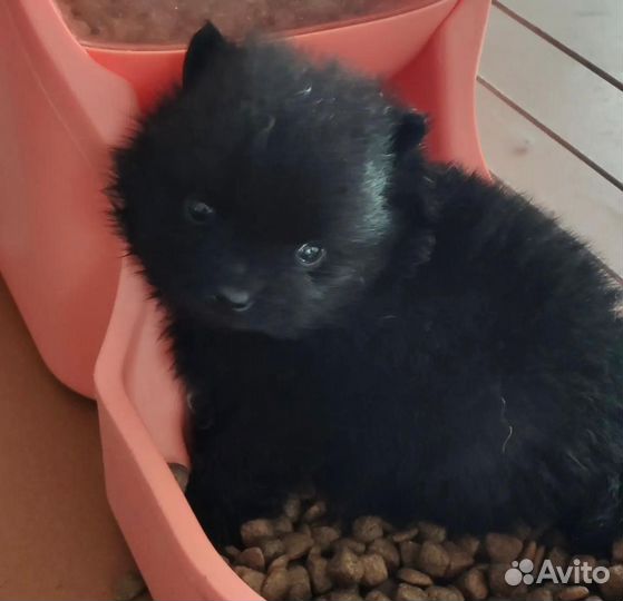 Померанский шпиц мини