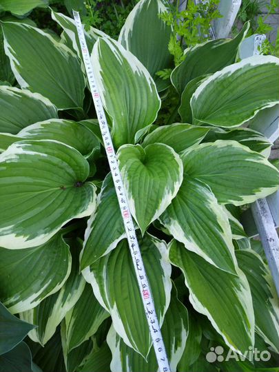 Хоста большой куст