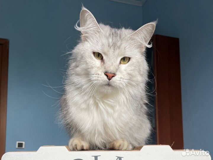 Мейн кун кошка