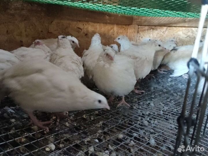 Перепела инкубационное яйцо